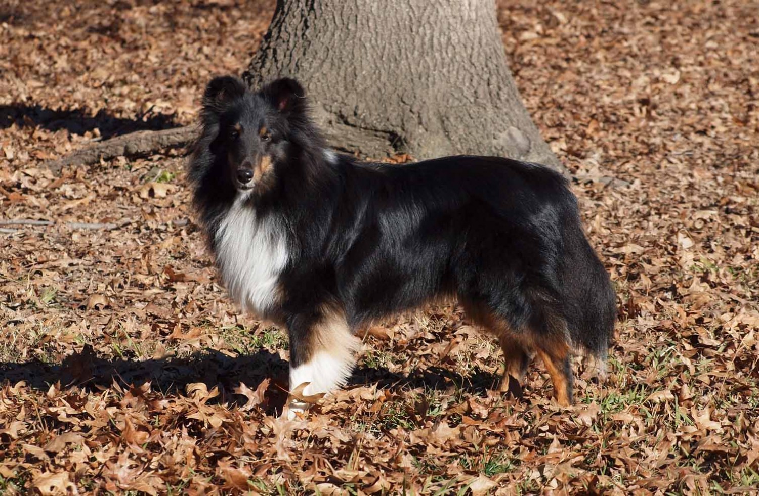 Fall Senior Pet 2022 - Blue Cross Pet Hospital - Carmichael, CA